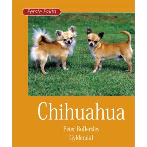 Chihuahua 
