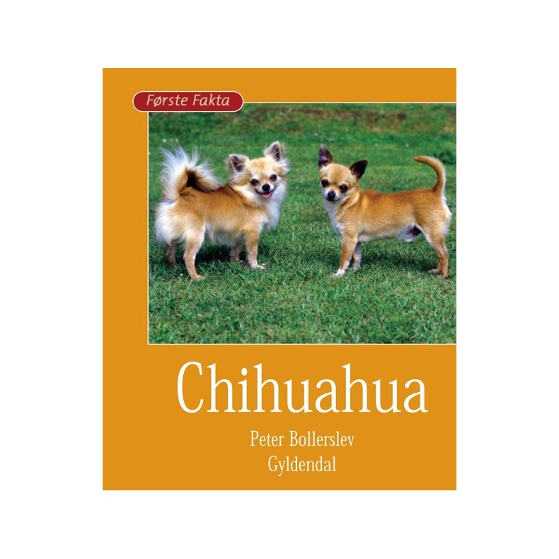 Chihuahua 