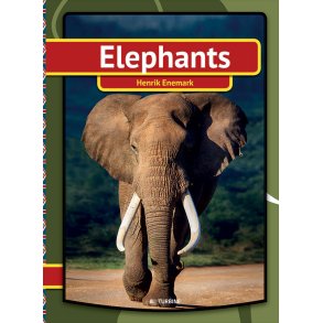 Elephants 