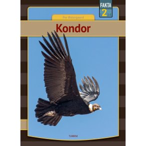 Kondor 