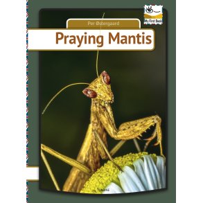 Praying mantis 