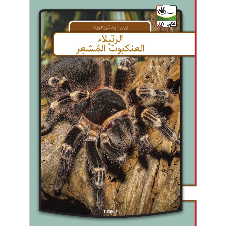 Fugleedderkop - arabisk 