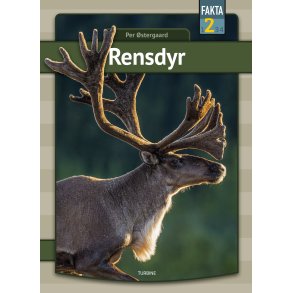 Rensdyr 