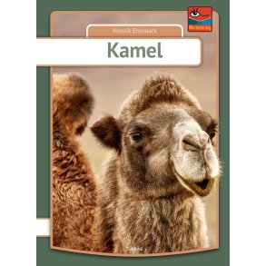 Kamel 
