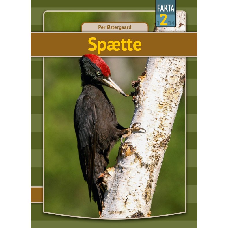 Sptte 