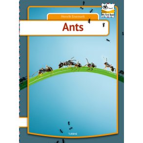 Ants 