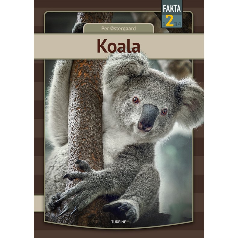 Koala 