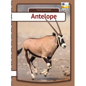 Antelope 