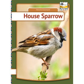 House Sparrow 