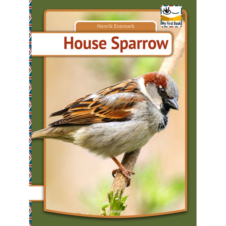 House Sparrow 