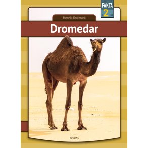 Dromedar 
