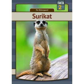 Surikat 