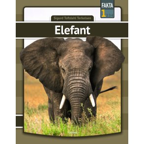 Elefant 