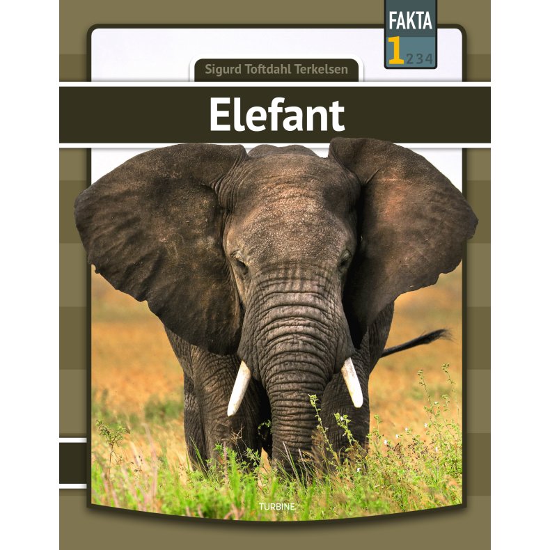 Elefant 