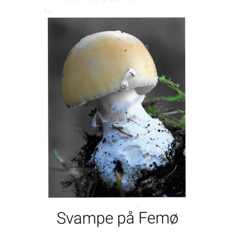 Svampe p Fem 