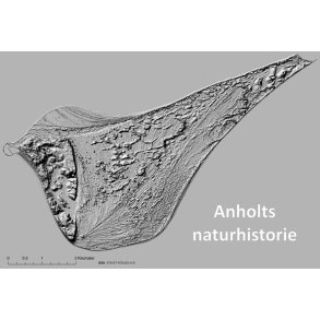 Anholts naturhistorie 